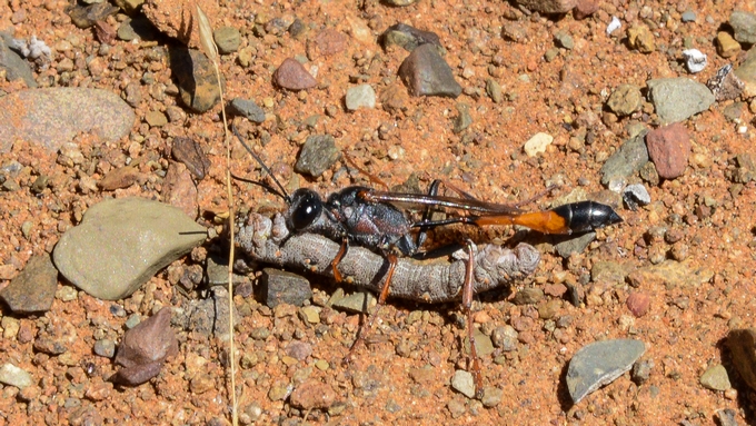 Ammophila Jon Ball Loeriesfontein